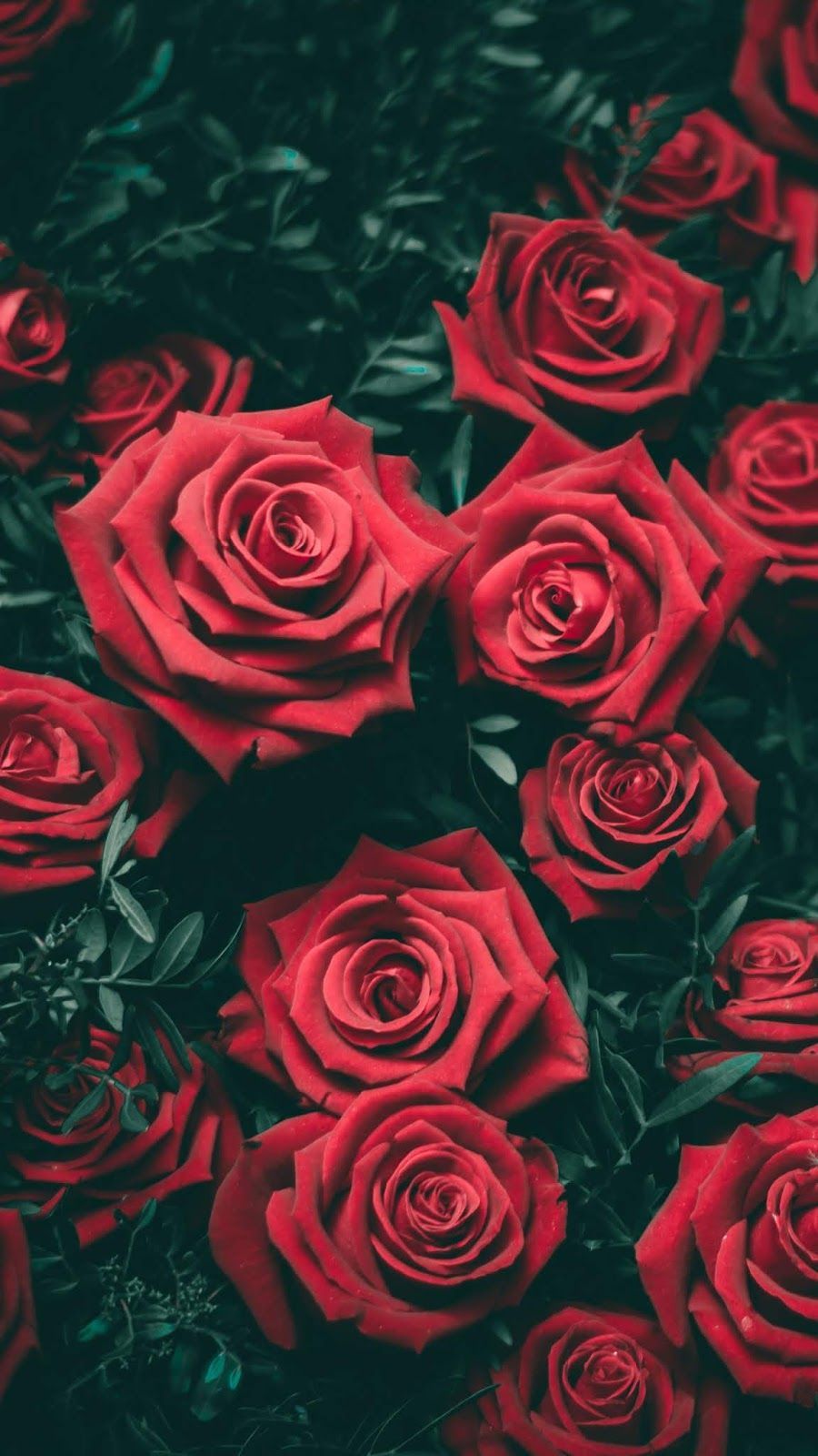 Rose rosse fitte, 900x1600 Full HD Verticale, iPhone