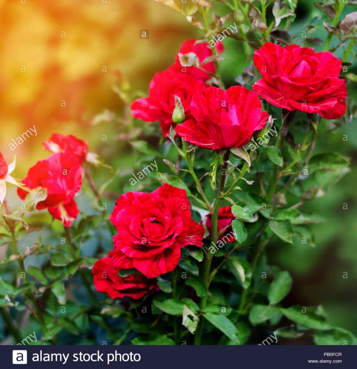 Rose rosse cespuglio giardino, 1235x1278 Verticale, Xiaomi