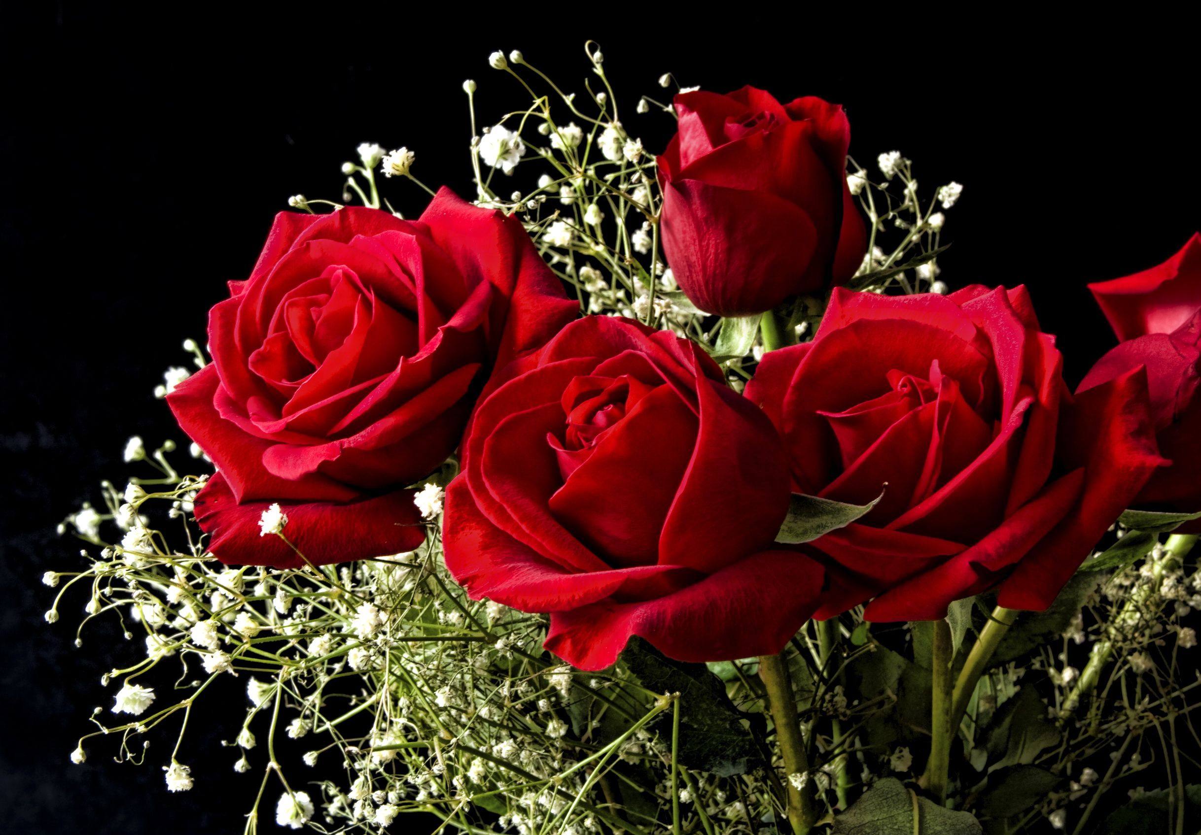 Rose rosse con gypsophila, 2436x1695 alta risoluzione, Laptop