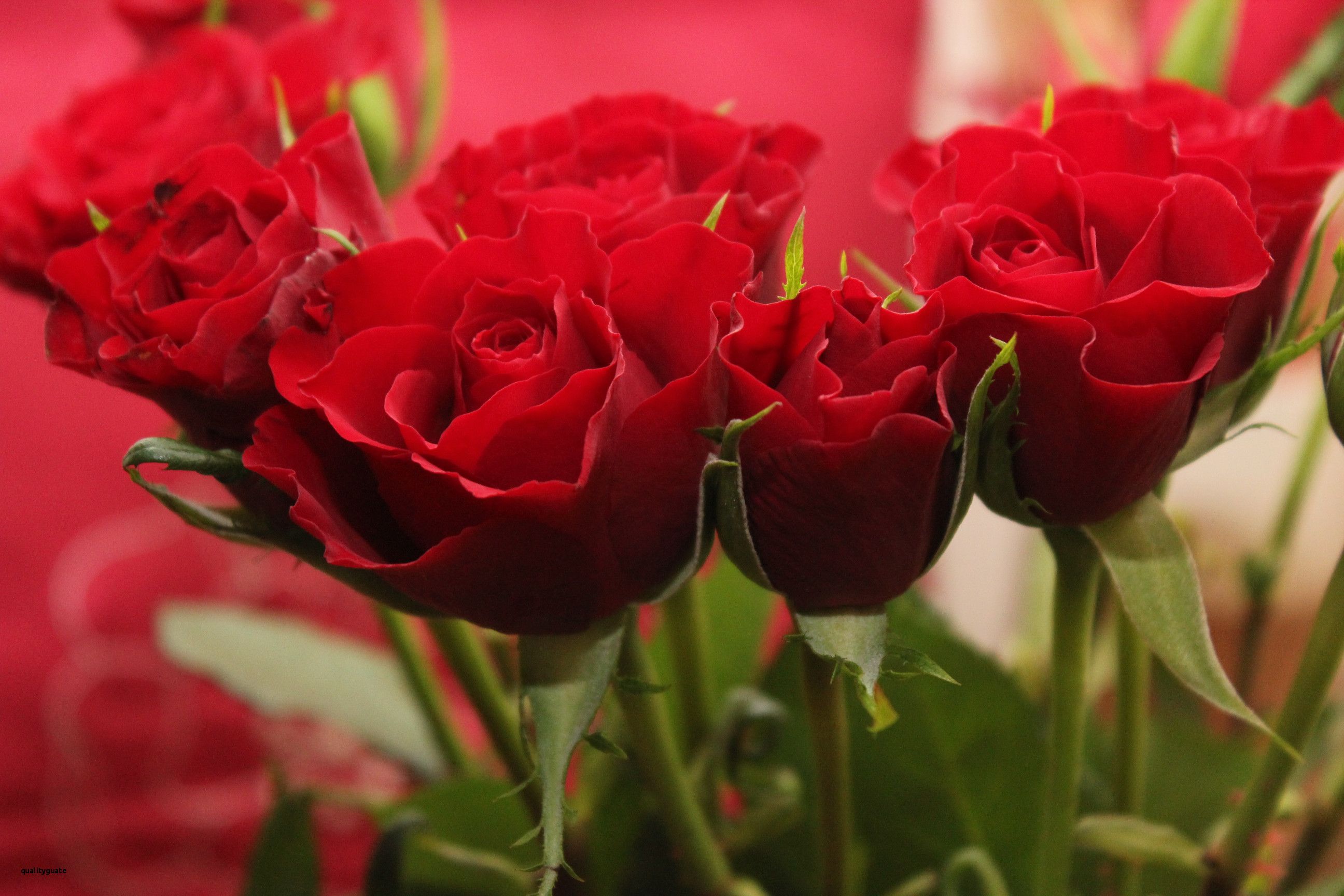 Rose rosse bouquet, 2592x1728 WQXGA, Monitor Gaming