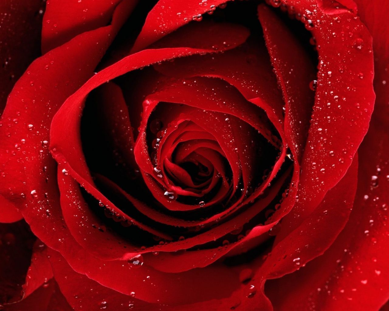 Rosa rossa con gocce d'acqua, 1280x1024 HD, Desktop