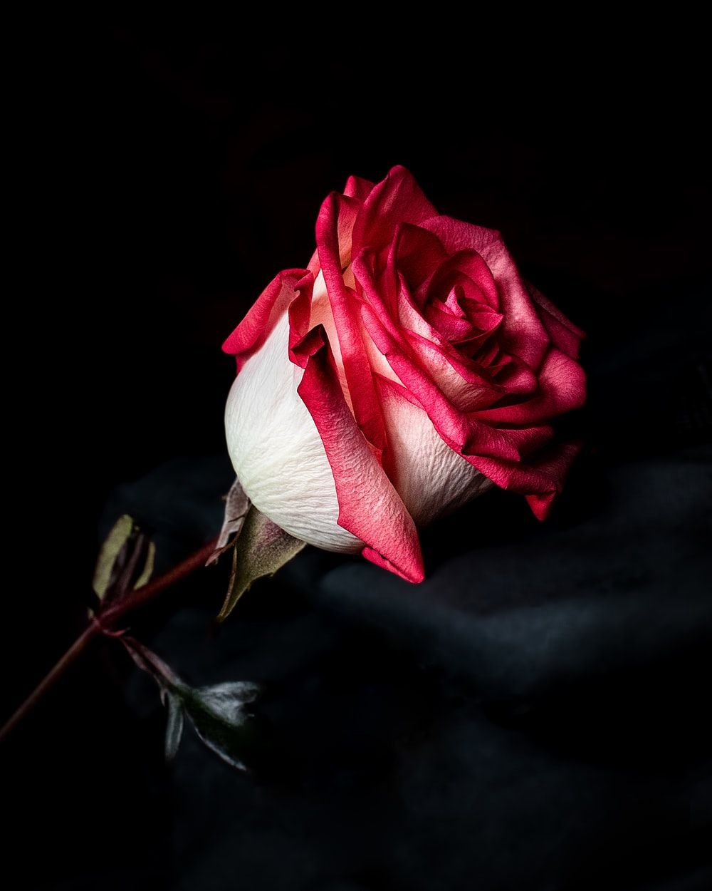 Rosa rossa e bianca, 1000x1250 Full HD Verticale, Smartphone