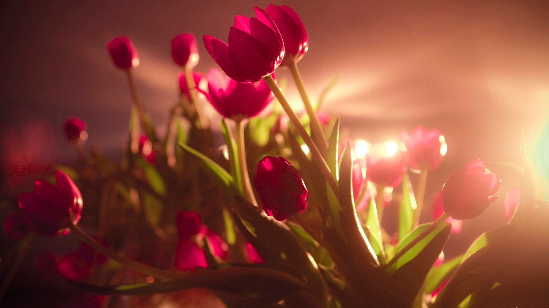 Tulipani rossi controluce dorato, 1920x1080 Full HD, Desktop
