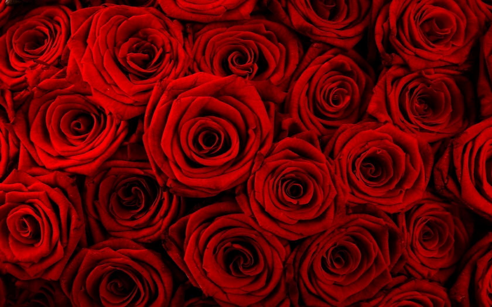 Rose rosse ravvicinate, 1680x1050 HD Ready, Notebook Gaming