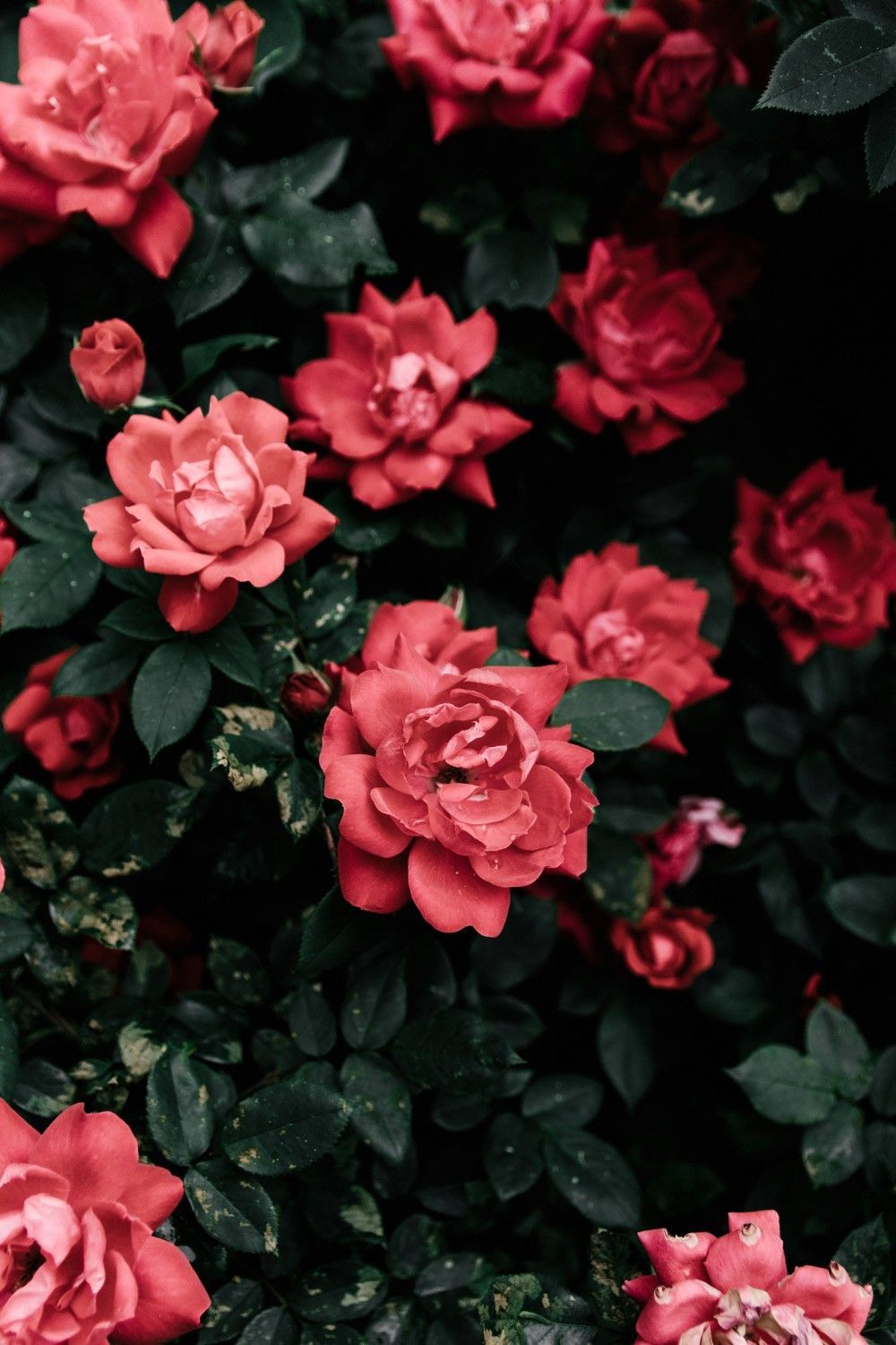 Rose rosse tra foglie verdi, 1000x1500 Full HD Verticale, iPhone