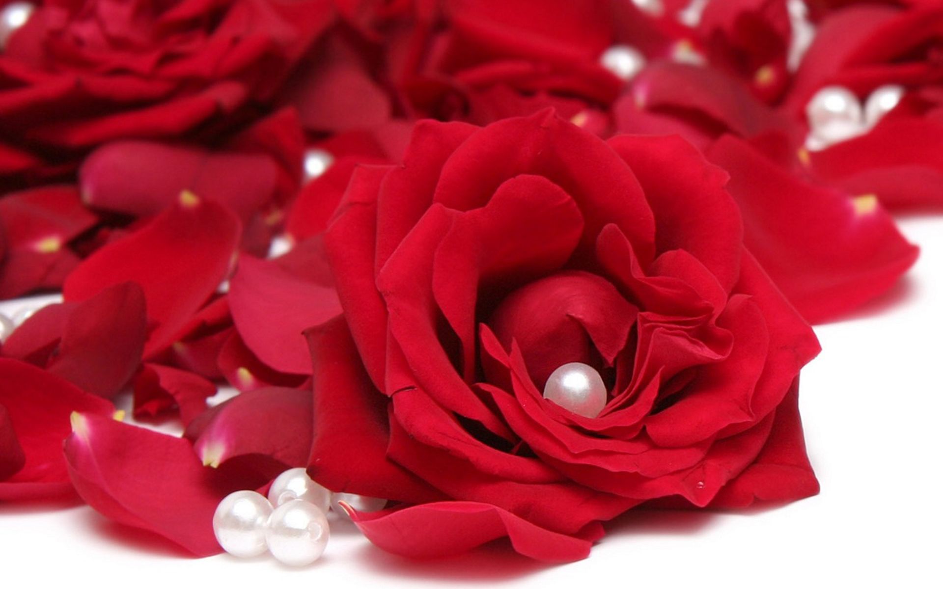 Rose rosse con perle, 1920x1200 Full HD+ WUXGA, PC Desktop