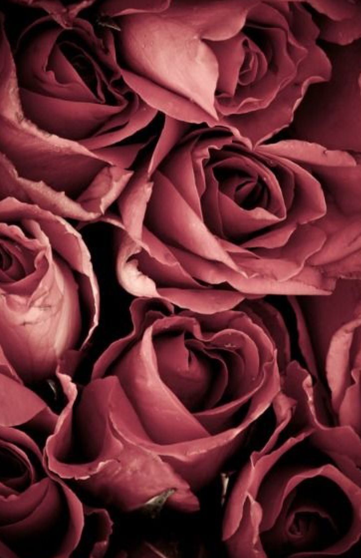Rose rosse ravvicinate, 725x1119 Full HD Verticale, Smartphone