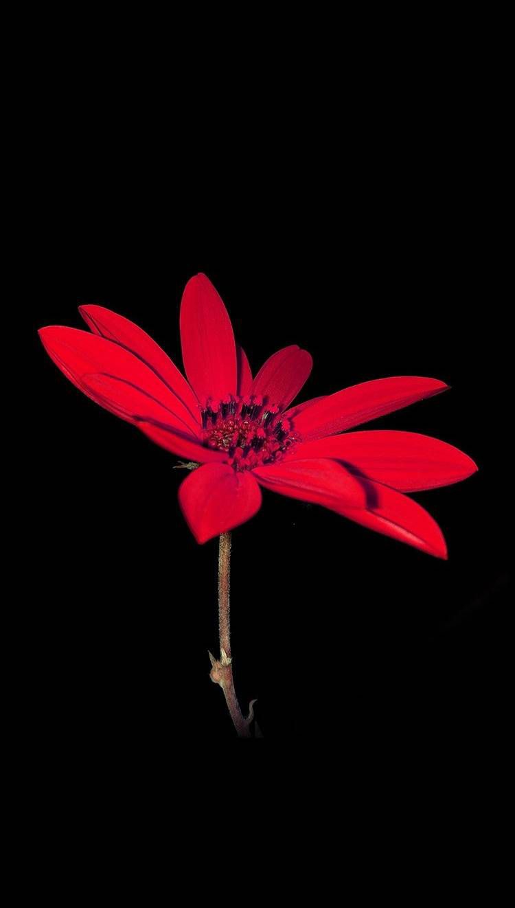 Fiore rosso su sfondo nero, 750x1322 Full HD Verticale, iPhone