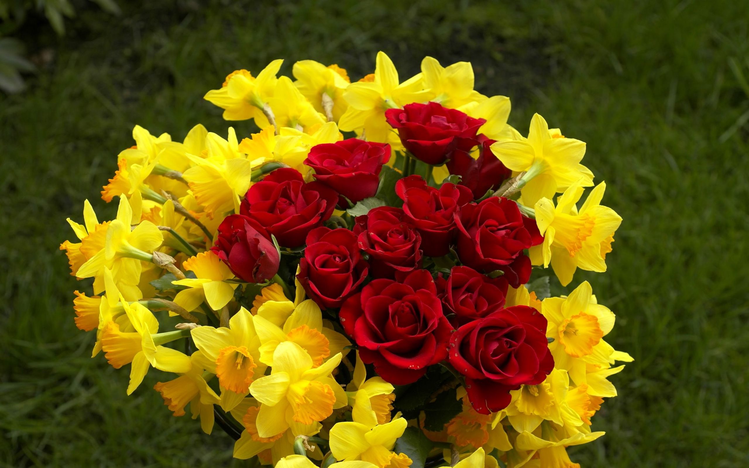 Rose rosse e narcisi gialli, 2560x1600 2K, Laptop