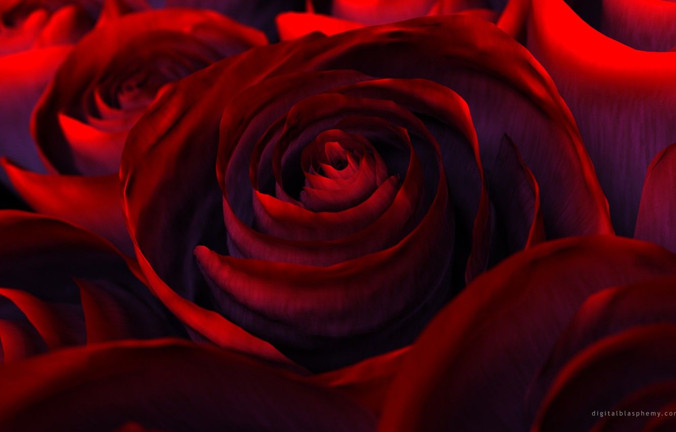 Rose rosse ravvicinate, 1332x850 720p, MacBook Air