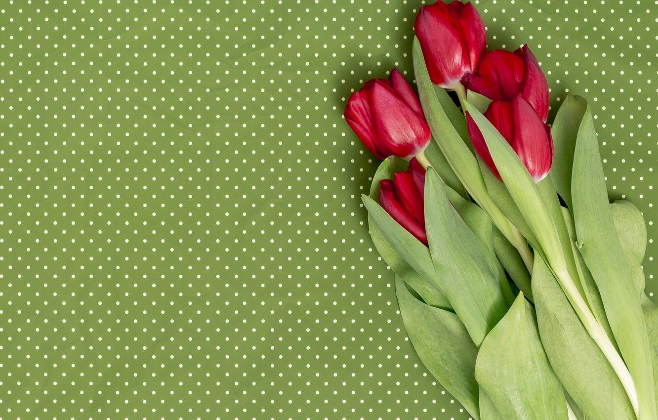 Tulipani rossi su verde a pois, 1332x850 HD, Desktop