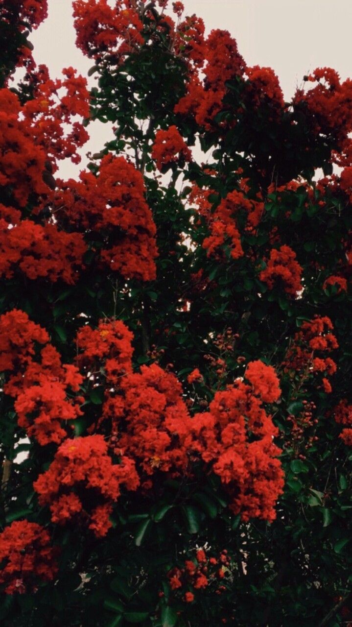 Fiori rossi lagerstroemia, 719x1280 Verticale, Mobile