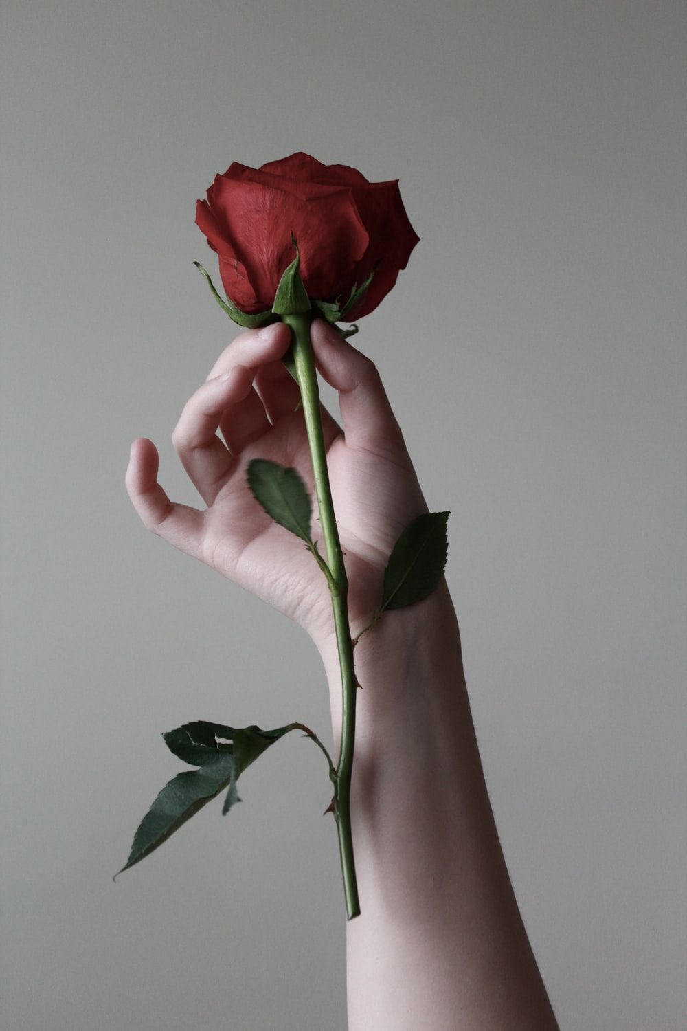 Mano con rosa rossa, 1000x1500 Full HD Verticale, Smartphone