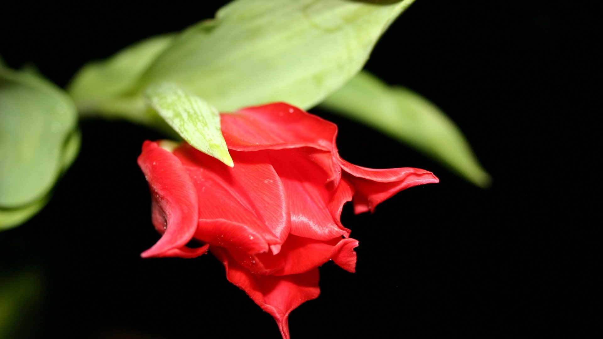 Rosa rossa su sfondo nero, 1920x1080 Full HD 1080p, PC