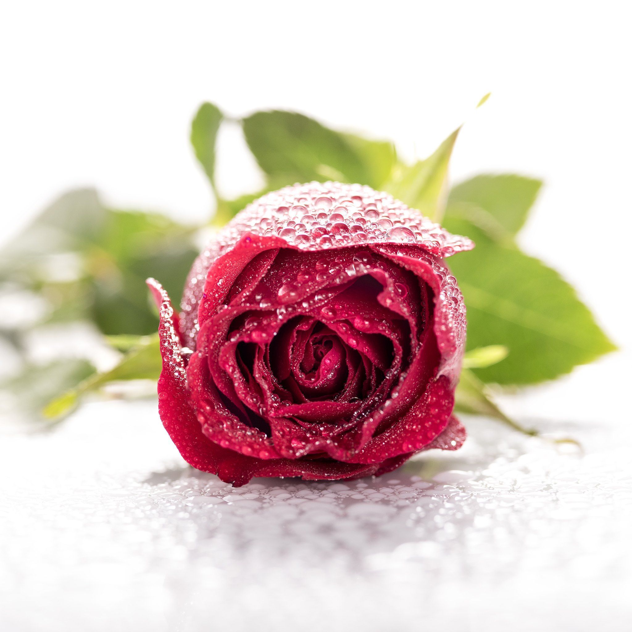 Rosa rossa con gocce d'acqua, 2048x2048 Hi-Res, Desktop