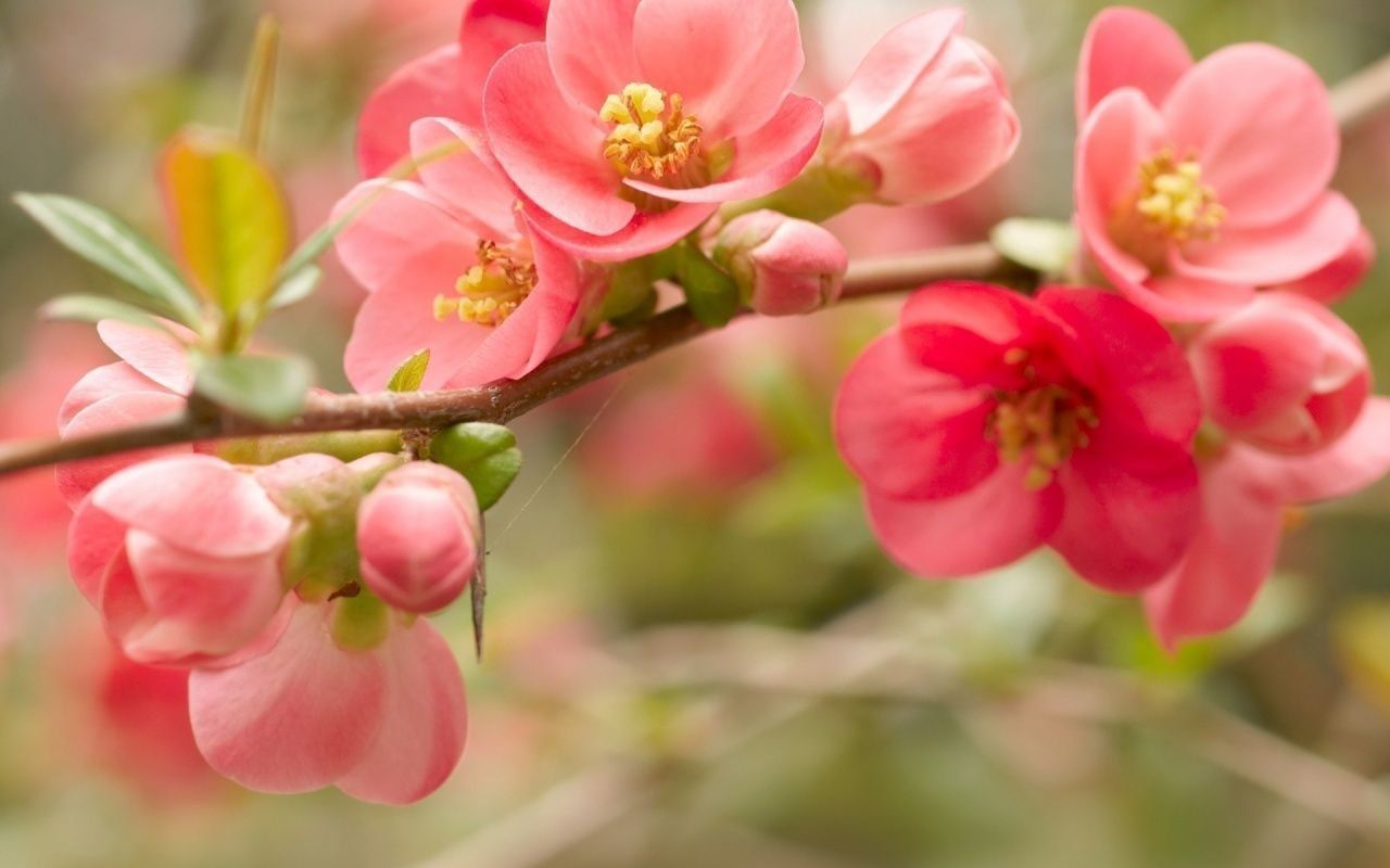 Fiori rosa su ramo, 1280x800 720p, PC