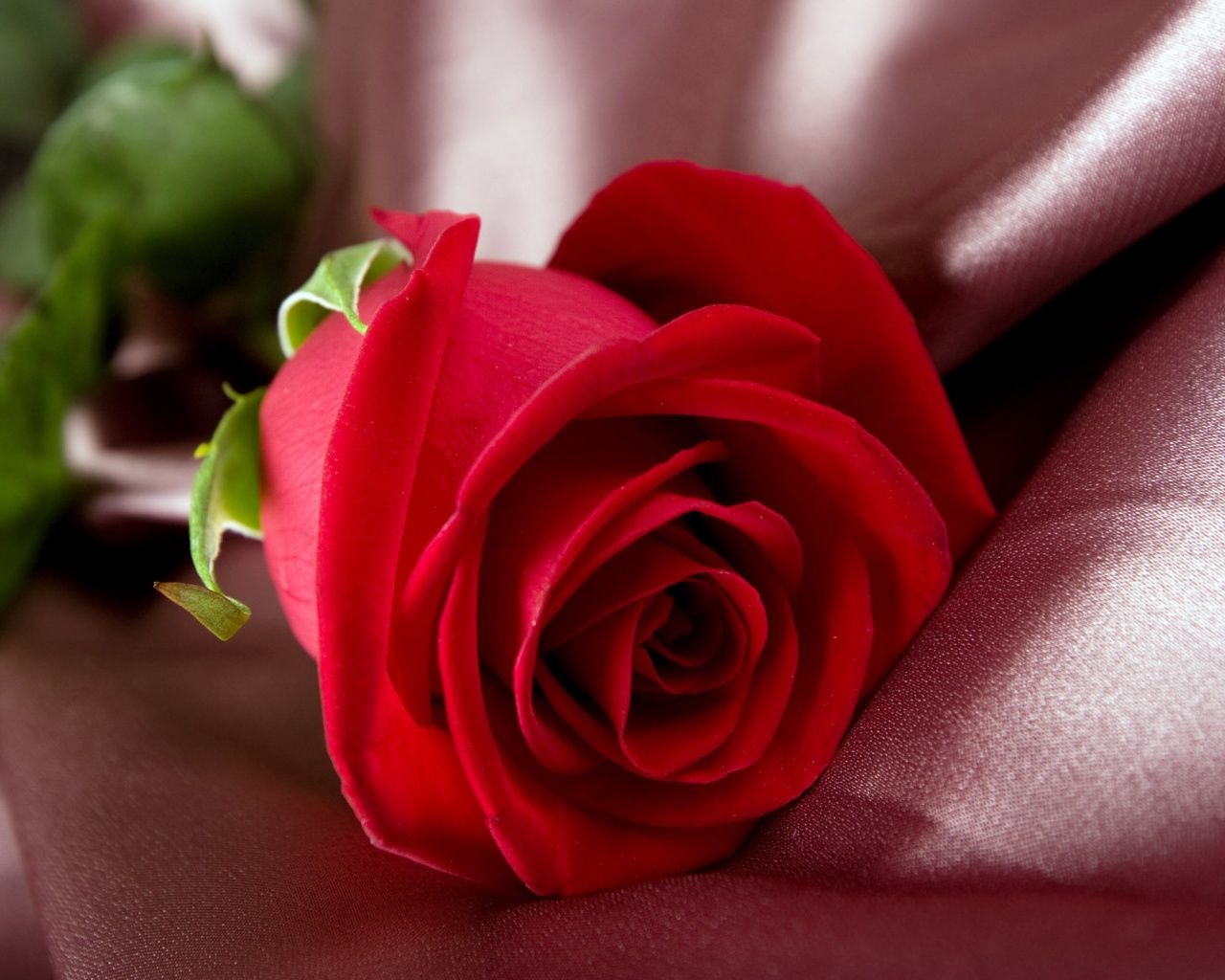Rosa rossa su seta, 1280x1024 720p, PC