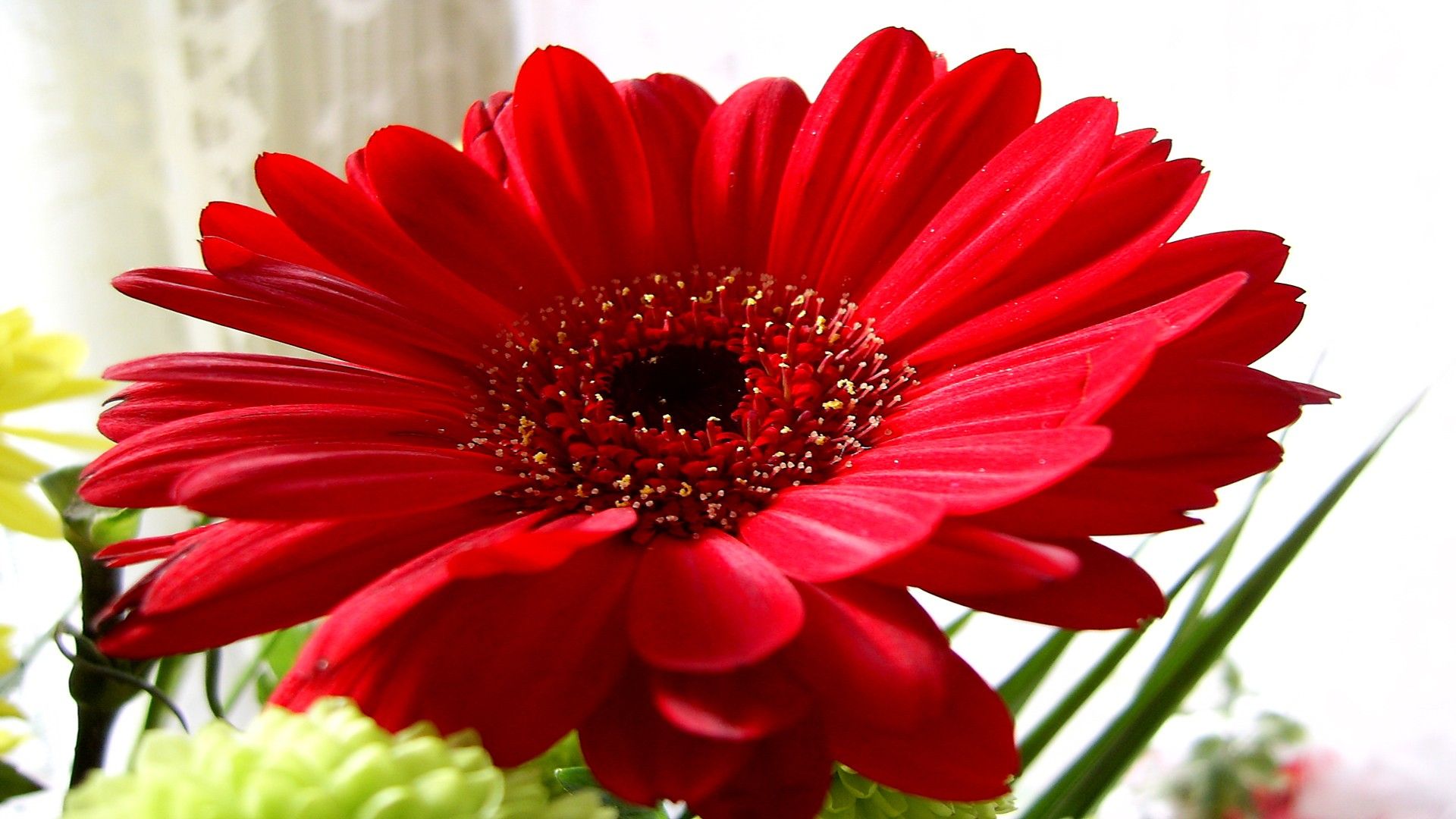 Fiore gerbera rossa, 1920x1080 1080p, Laptop
