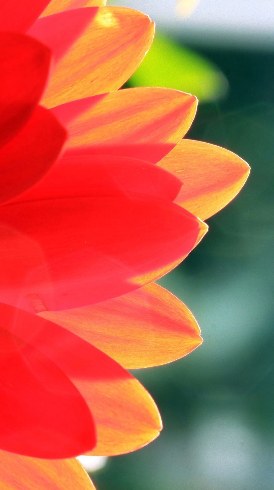 Petali rossi arancioni fiore, 890x1590 Full HD Verticale, Smartphone