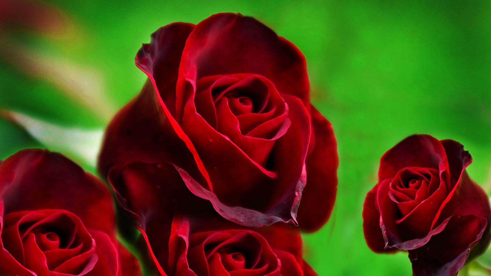 Rose rosse su sfondo verde, 1920x1080 Full HD 1080p, Desktop