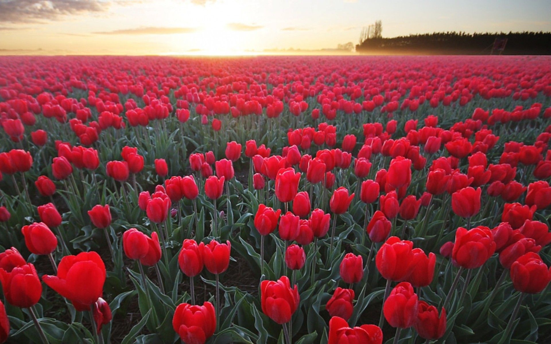Campo di tulipani rossi, 1920x1200 WUXGA, Desktop