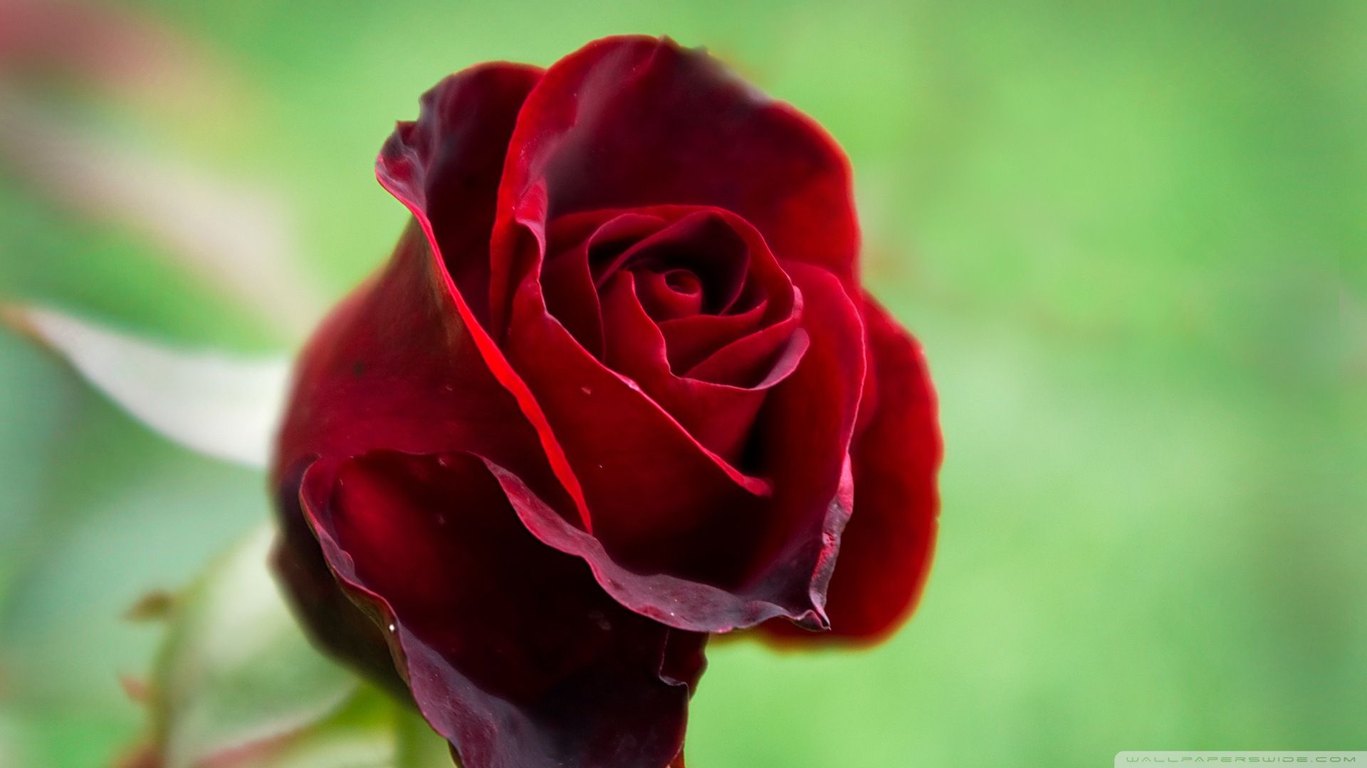 Rosa rossa sfondo verde, 1920x1080 Full HD 1080p, PC Desktop