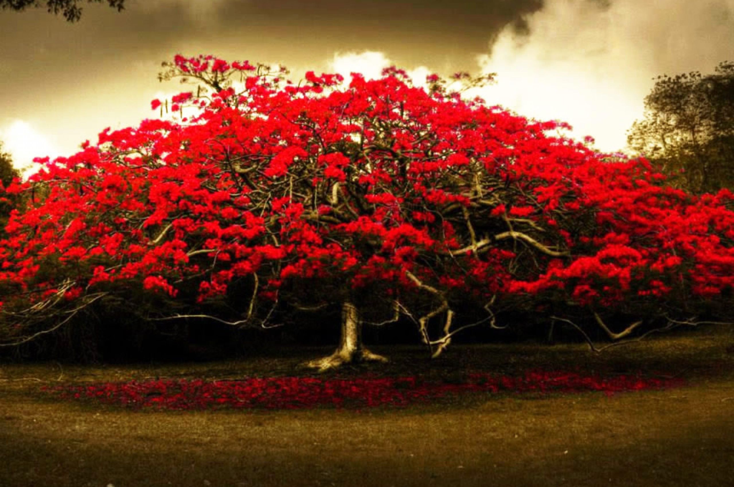 Albero fiori rossi, 2560x1700 2K, Desktop