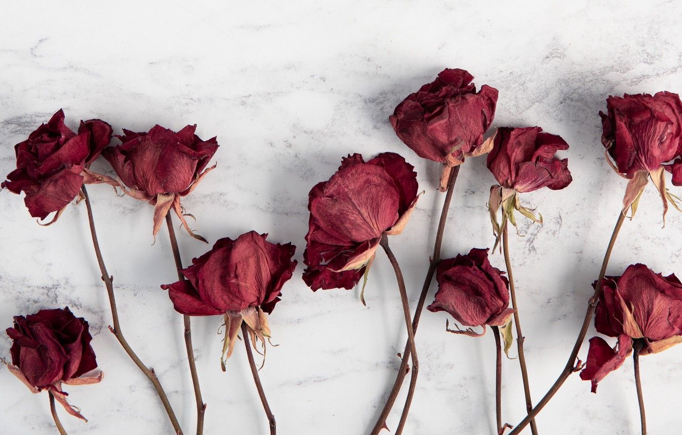 Rose rosse essiccate su marmo, 1332x850 720p, PC