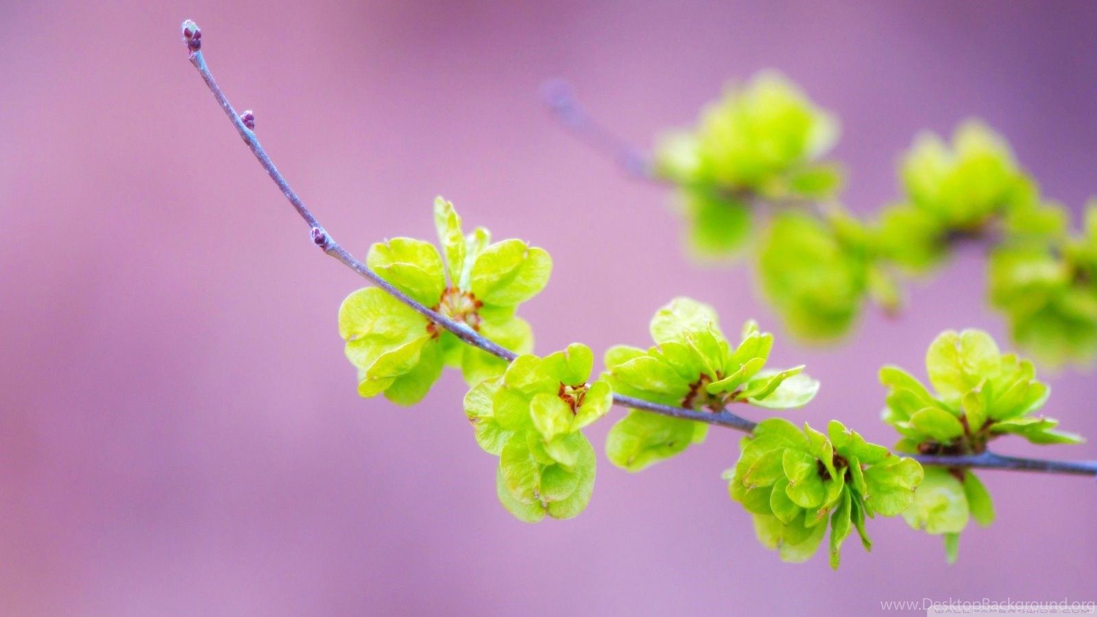 Piccoli fiori verdi su ramo, 1600x900 HD Ready, PC Desktop
