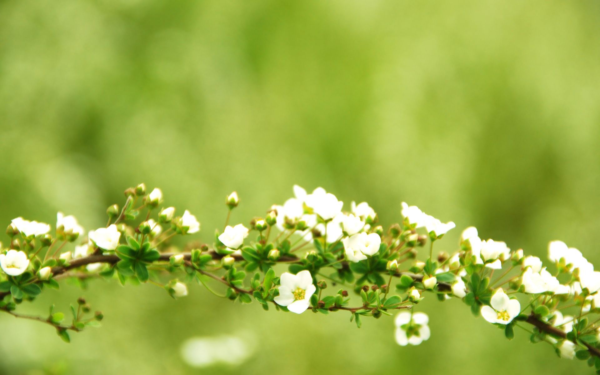 Ramo con fiori bianchi, 1920x1200 Full HD+, PC