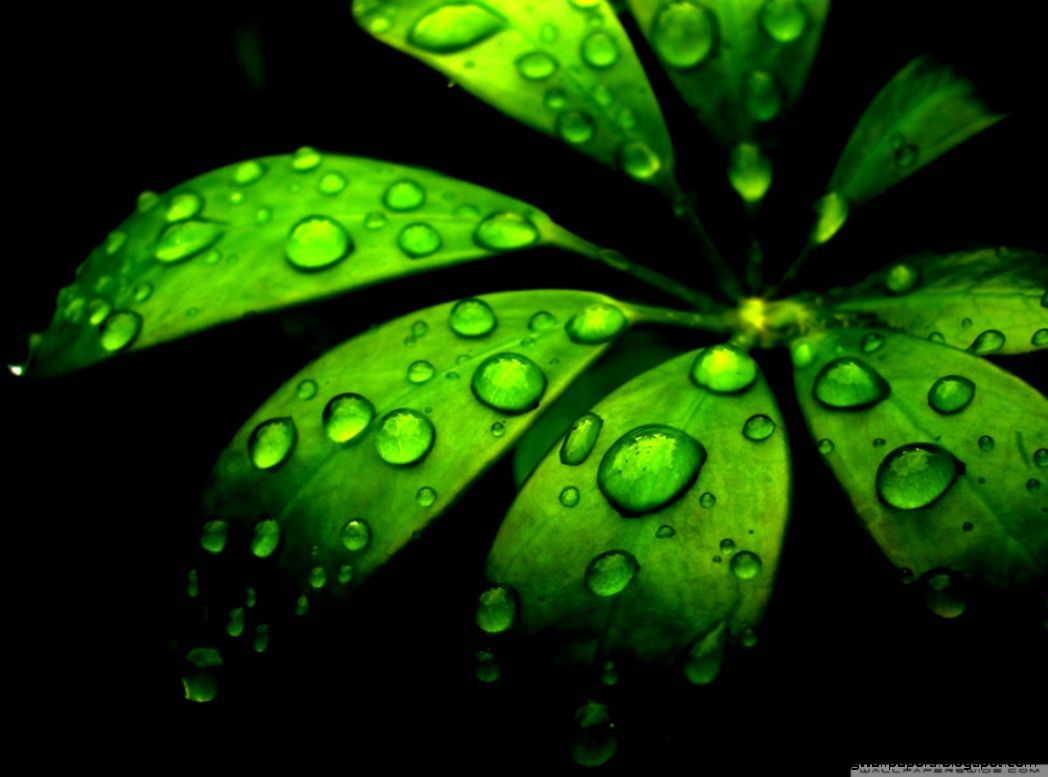 Foglie verdi con gocce d'acqua, 1048x777 HD, Desktop