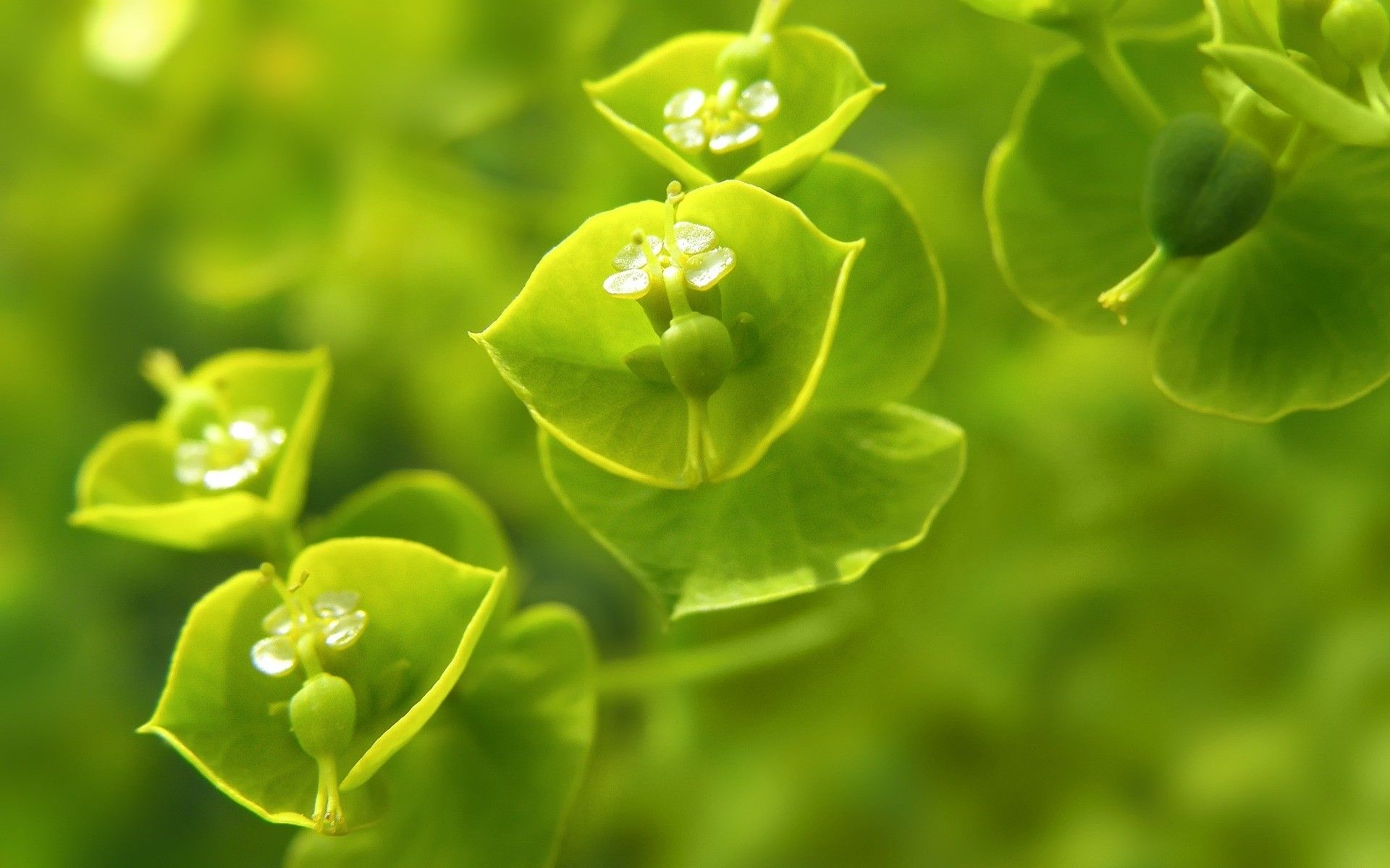 Fiori verdi euforbia macro, 1920x1200 Full HD+, PC Desktop