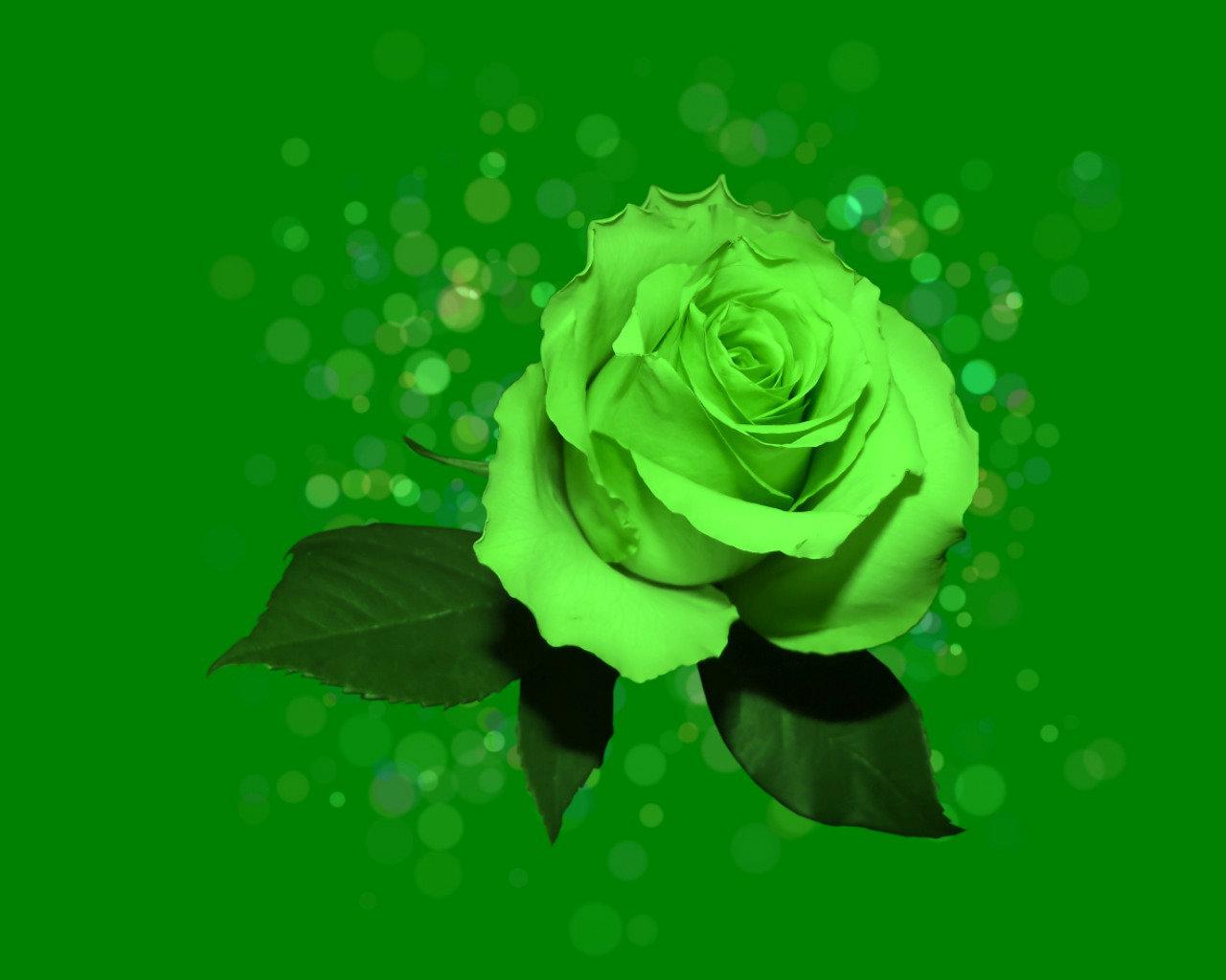 Fiori verdi stilizzati con farfalle, 1920x1080 Full HD 1080p, Desktop