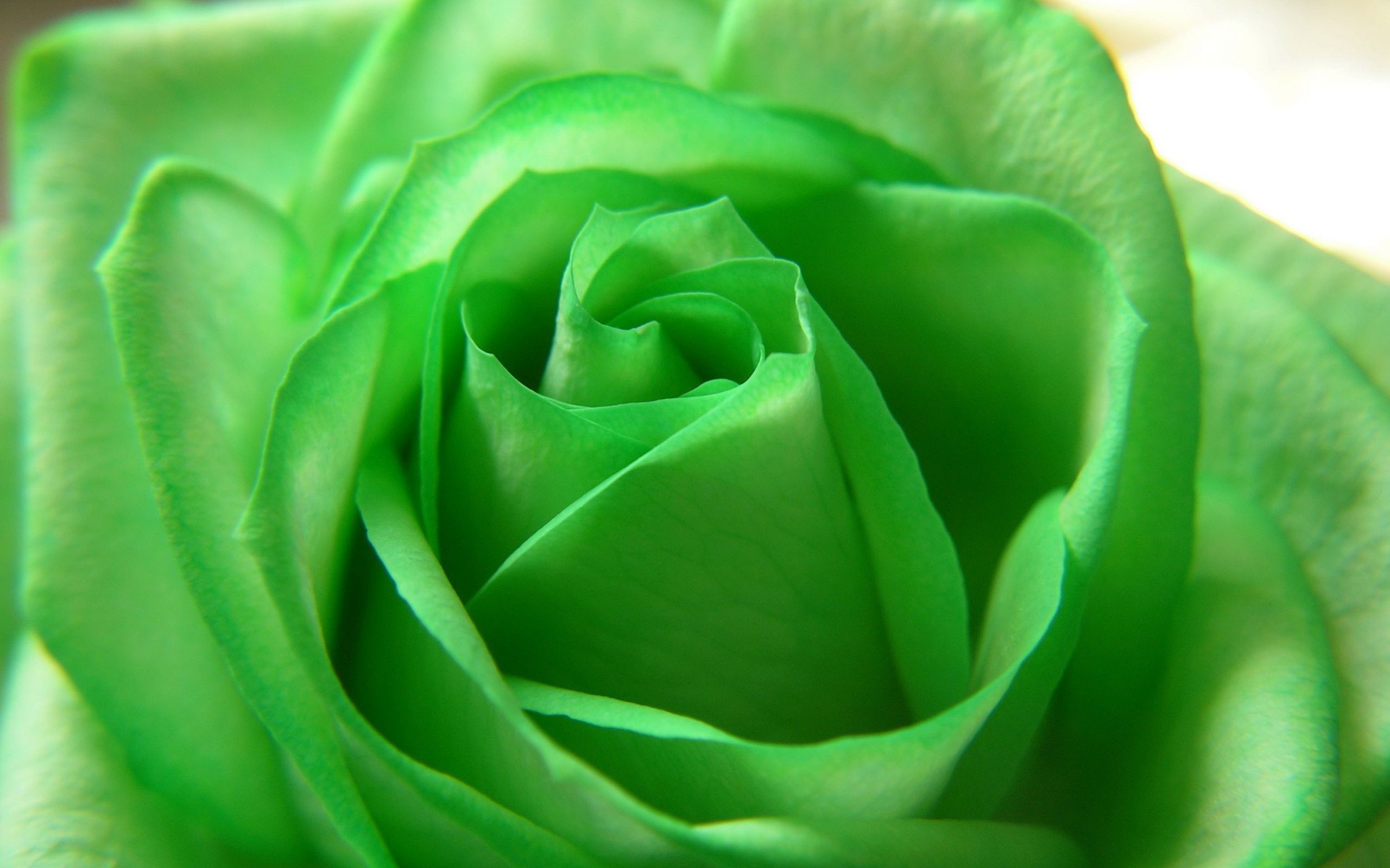 Rosa verde macro, 2560x1600 WQXGA, PC Desktop