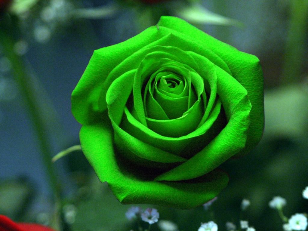Rosa verde in fiore, 1024x768 HD, Desktop