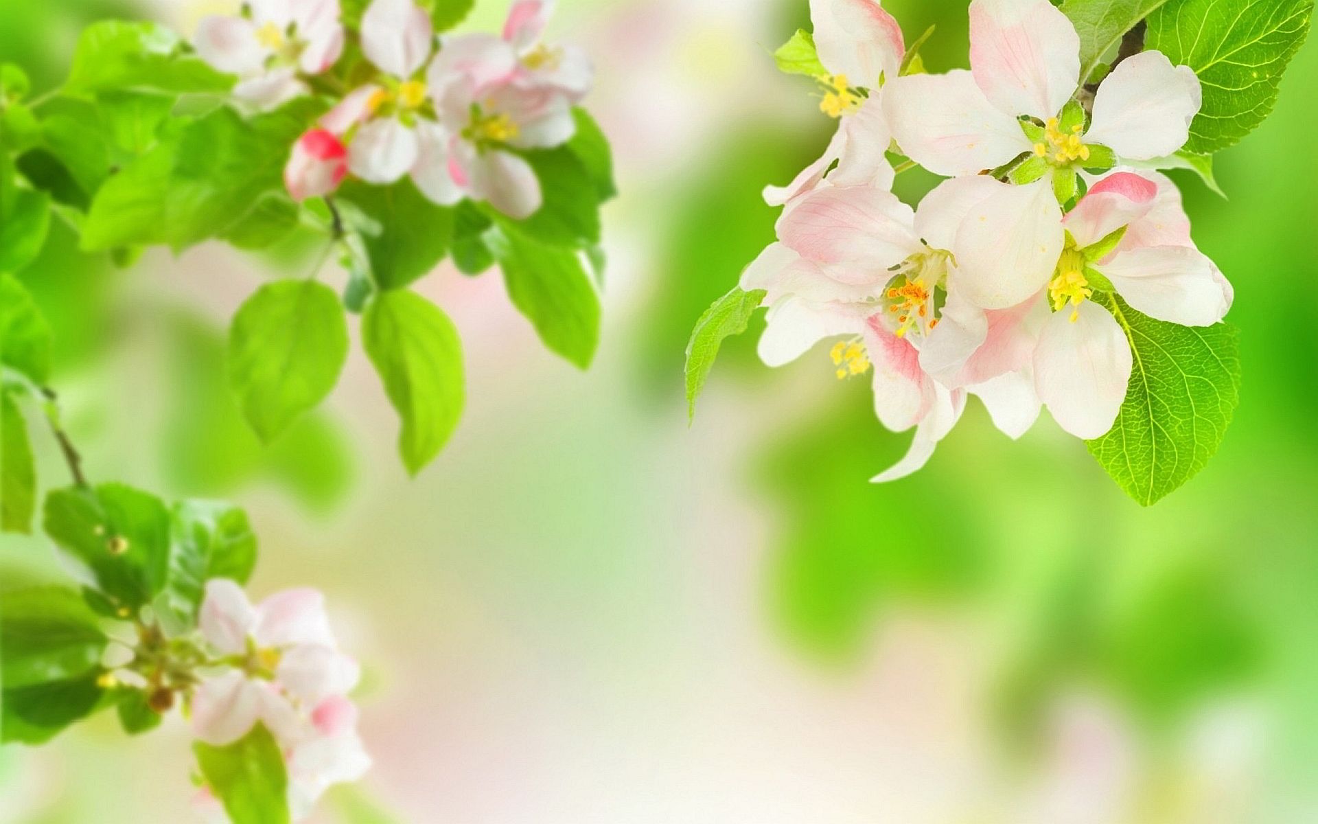 Fiori di melo bianchi rosati, 1920x1200 Full HD+ WUXGA, Desktop