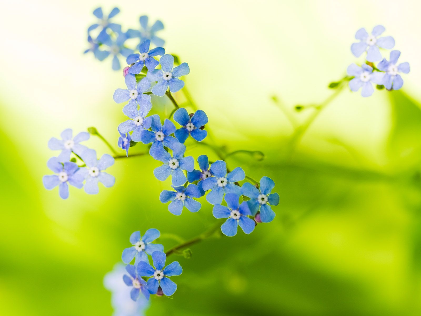 Fiori blu nontiscordardime sfondo verde, 1600x1200 900p, PC Desktop