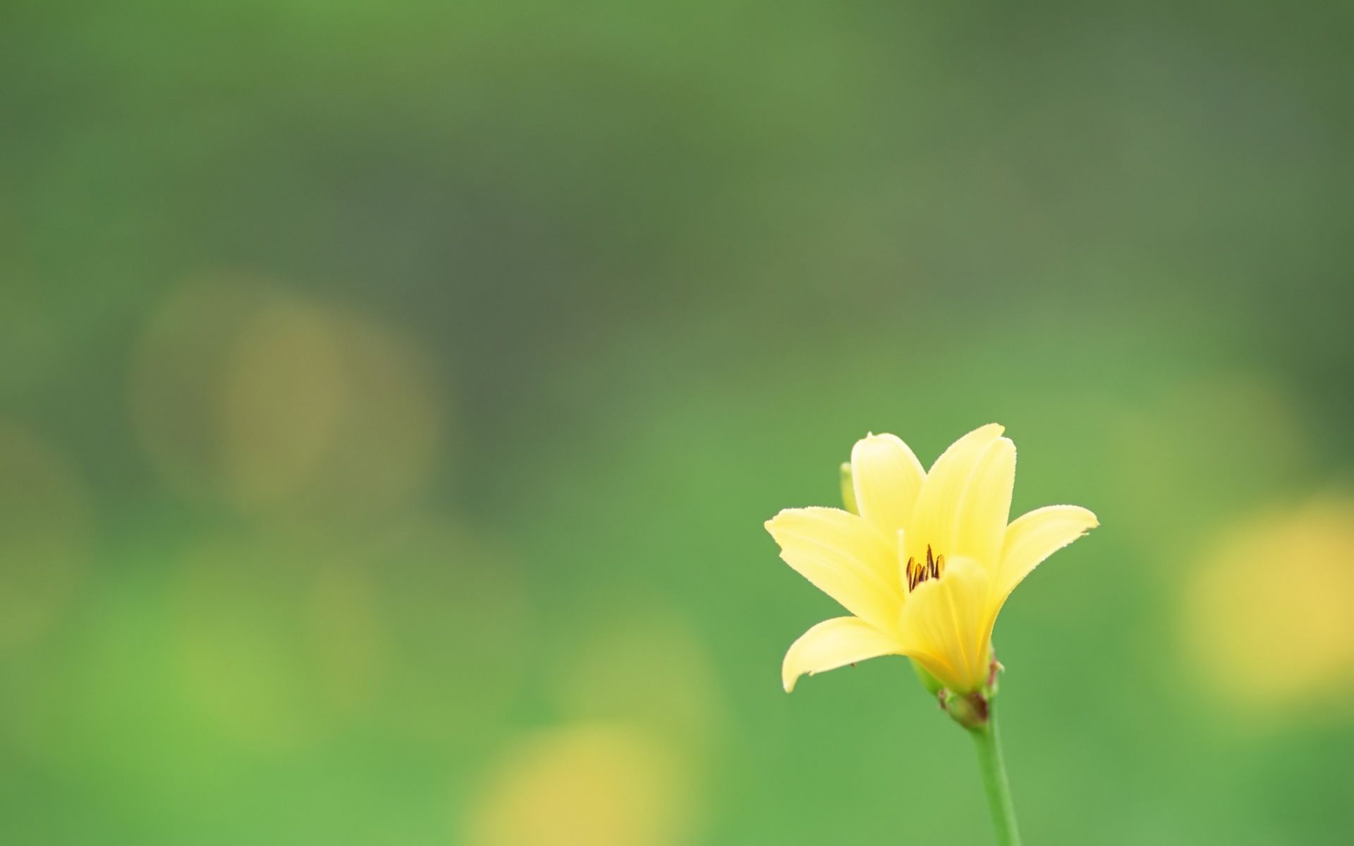 Fiore giallo su sfondo verde, 1920x1200 Full HD+ WUXGA, PC