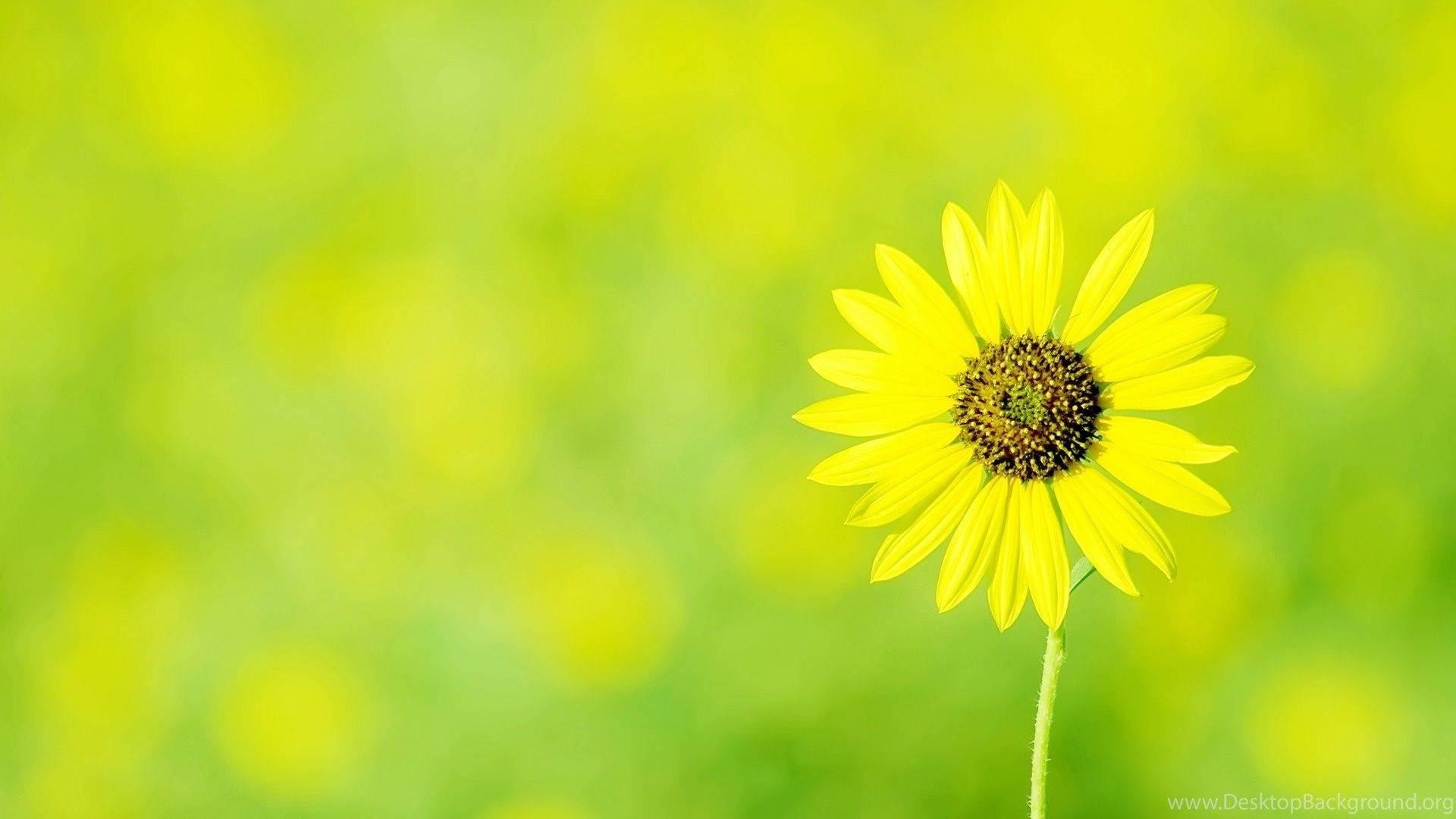 Fiore giallo sfondo verde, 1920x1080 Full HD 1080p, PC