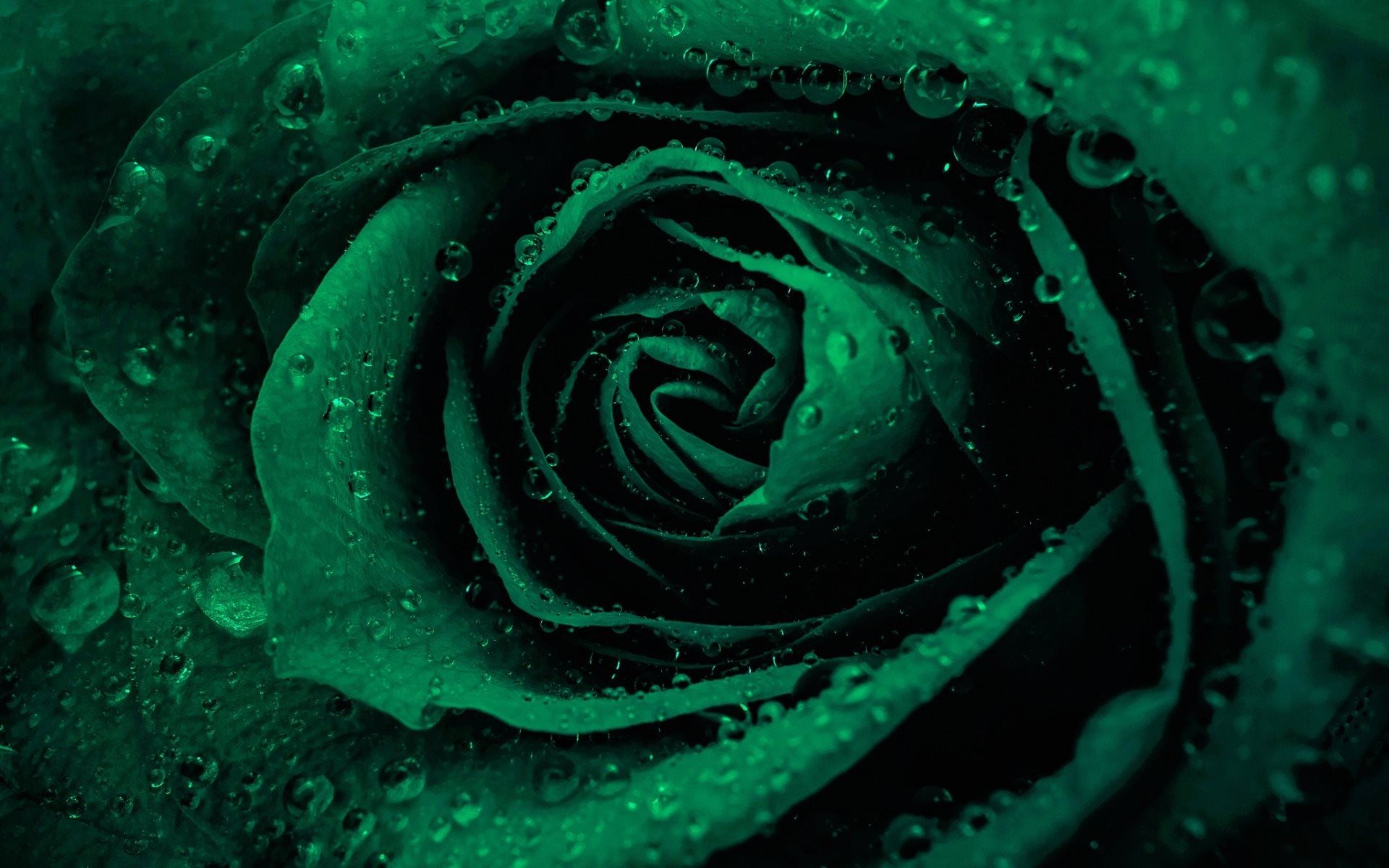 Rosa verde con gocce d'acqua, 1920x1200 WUXGA, Monitor Gaming