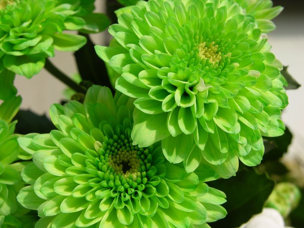 Crisantemi verdi in fiore, 1024x768 HD, Desktop