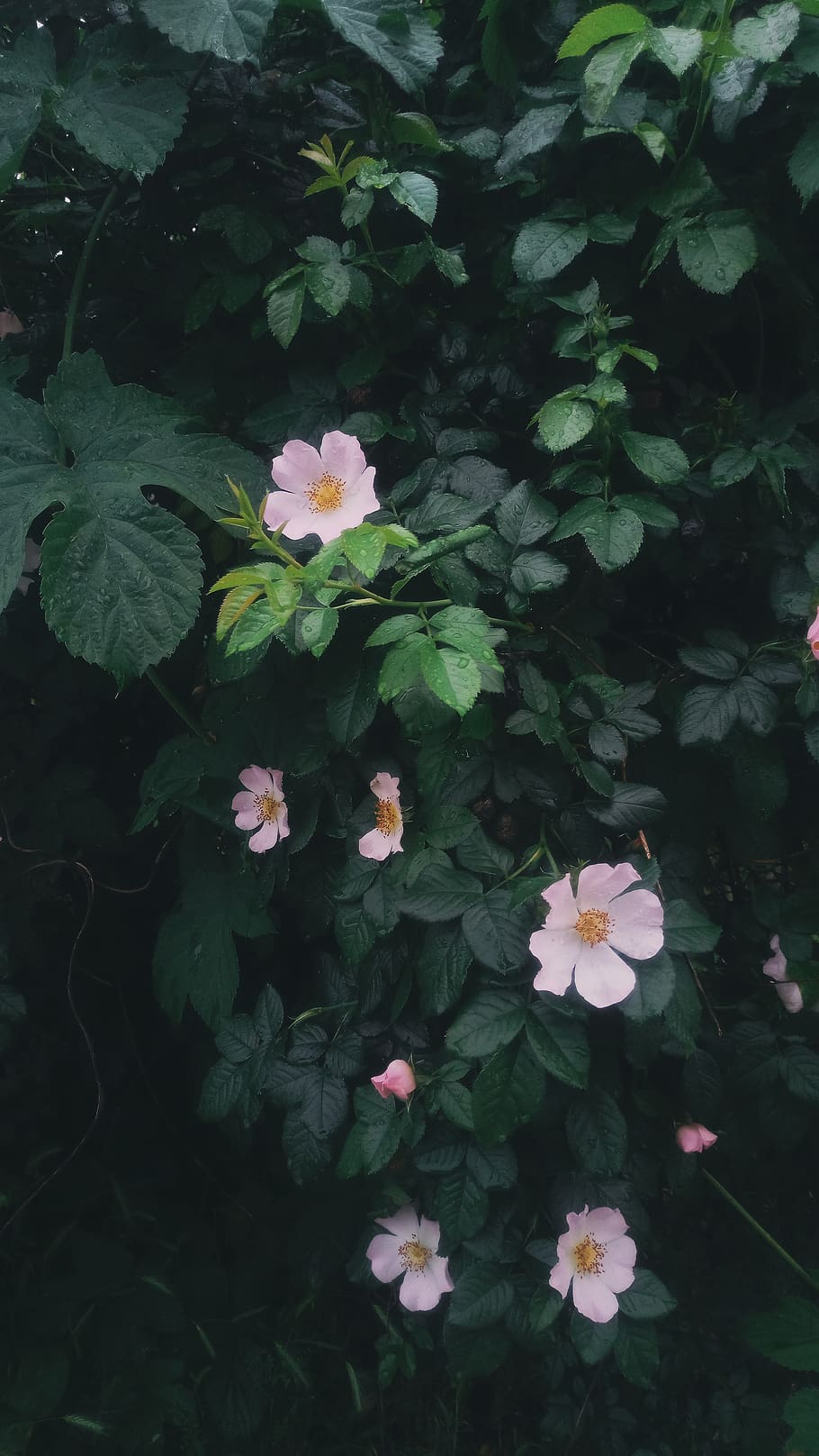 Fiori astratti verdi e neri, 1680x1050 900p, PC Desktop