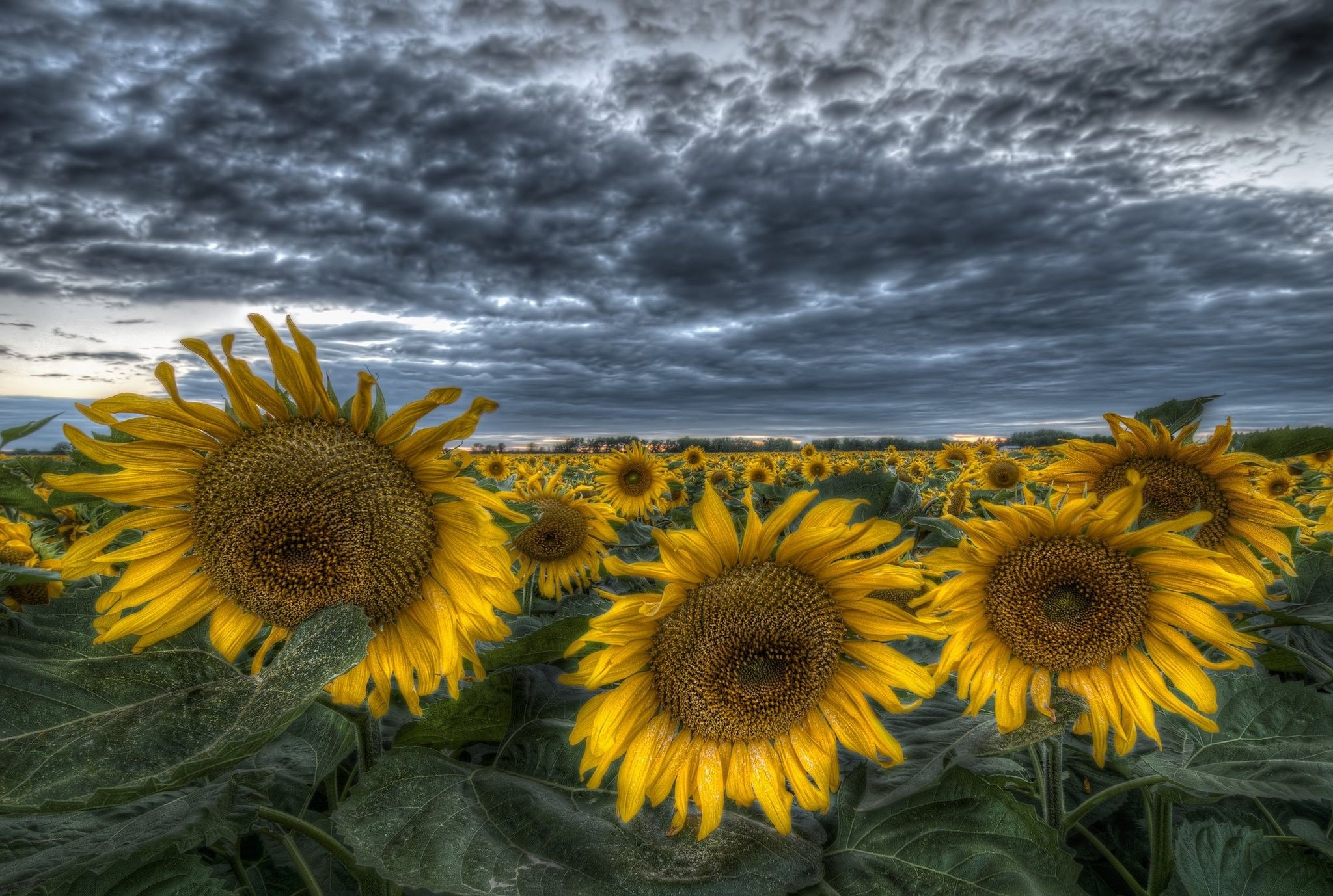 Campo di girasoli gialli, 2048x1378 Hi-Res, Monitor Gaming