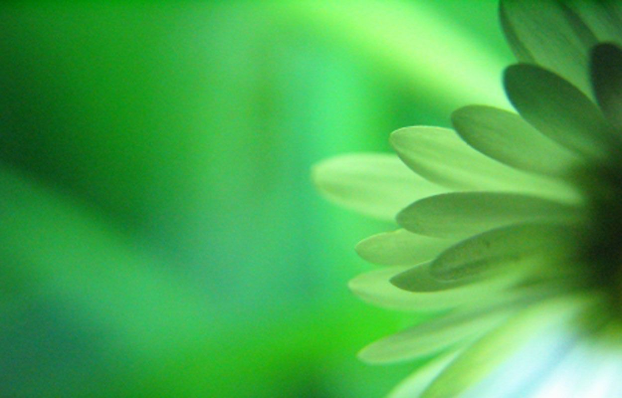 Fiore verde con petali, 1250x800 HD, Desktop
