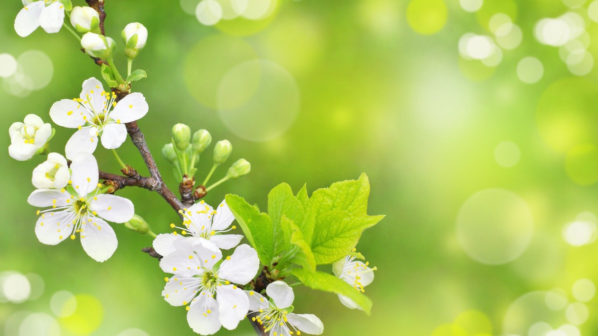 Fiori bianchi ramo verde, 1920x1080 1080p, PC