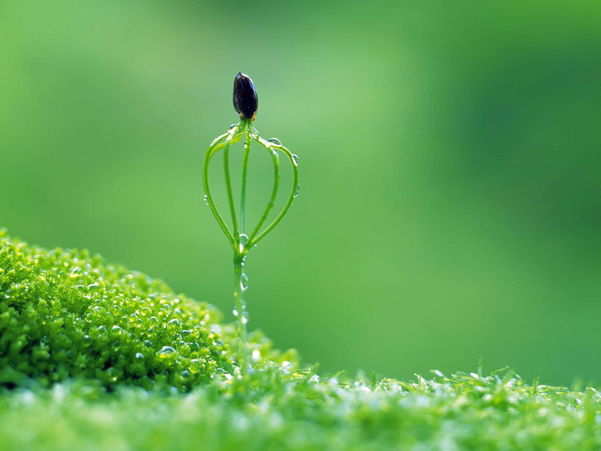 Fiore verde con goccia rugiada, 1920x1440 Full HD+ WUXGA, Desktop