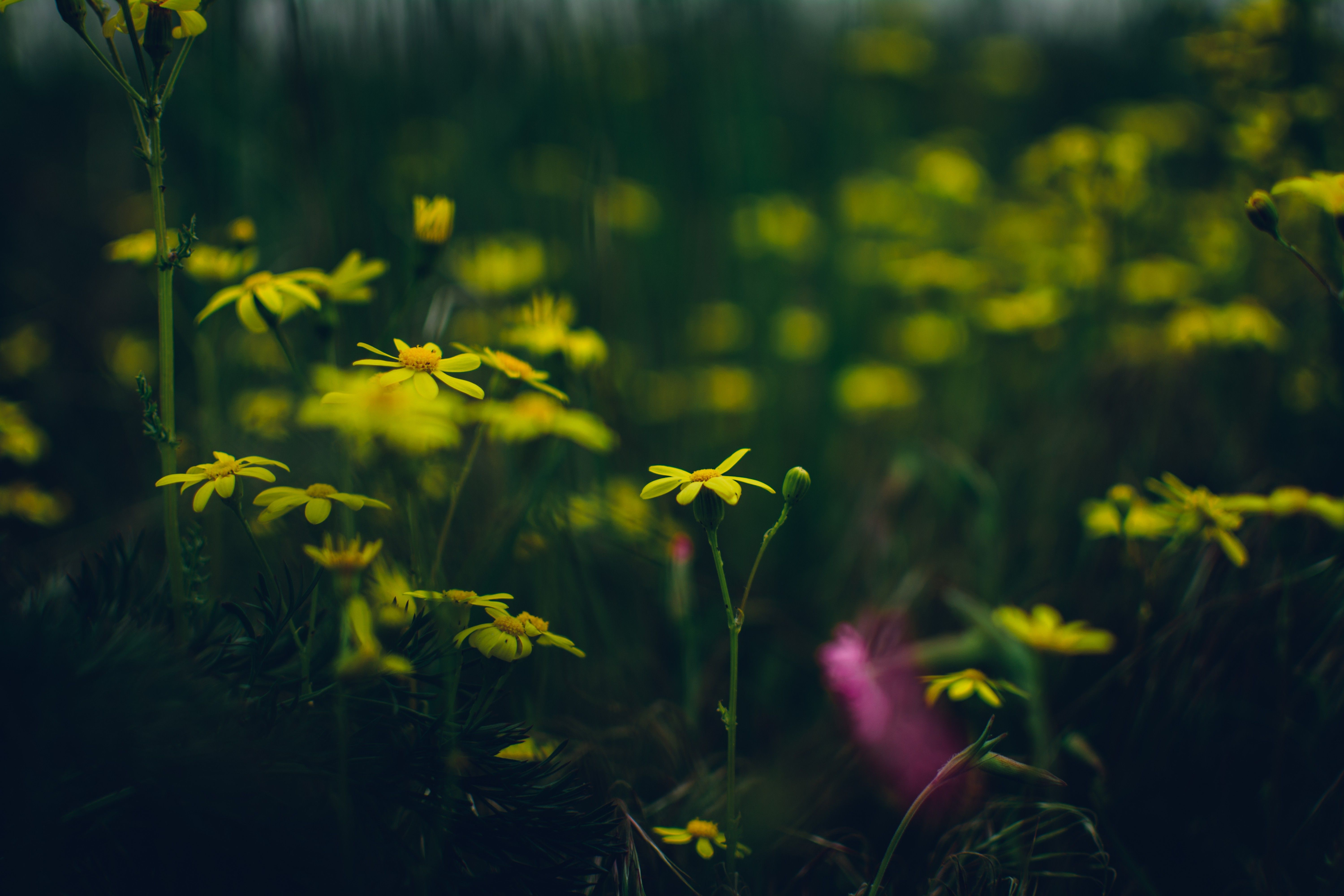 Ramo con fiori bianchi e cielo, 2560x1600 2K+, PC Desktop