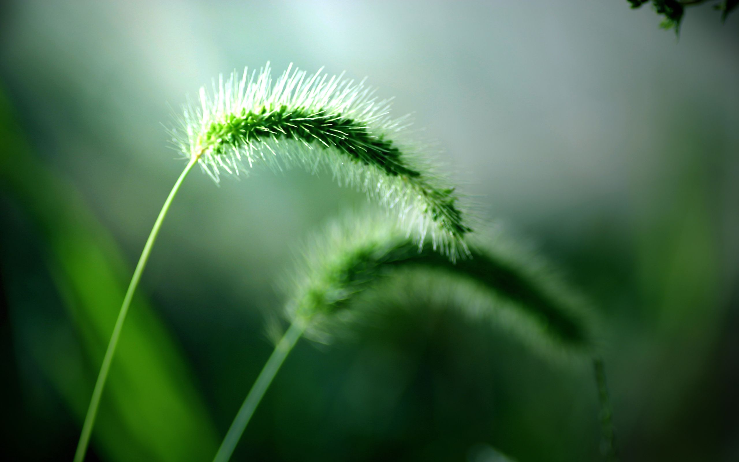 Erba spighe verdi macro, 2560x1600 2K+, PC Desktop