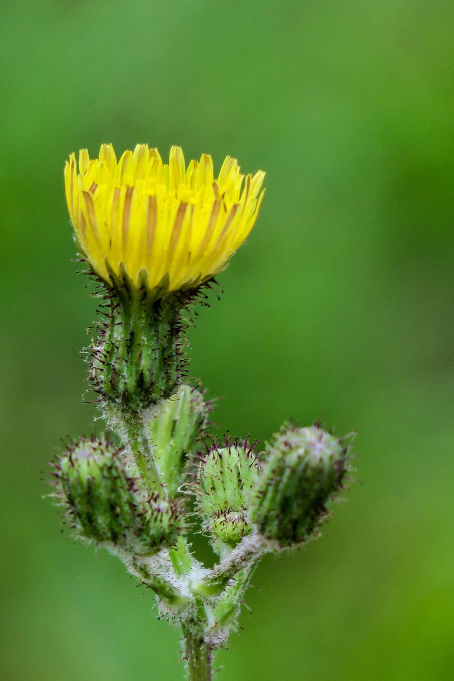 Fiori gialli campo verde, 6000x4000 UHD, Monitor Gaming