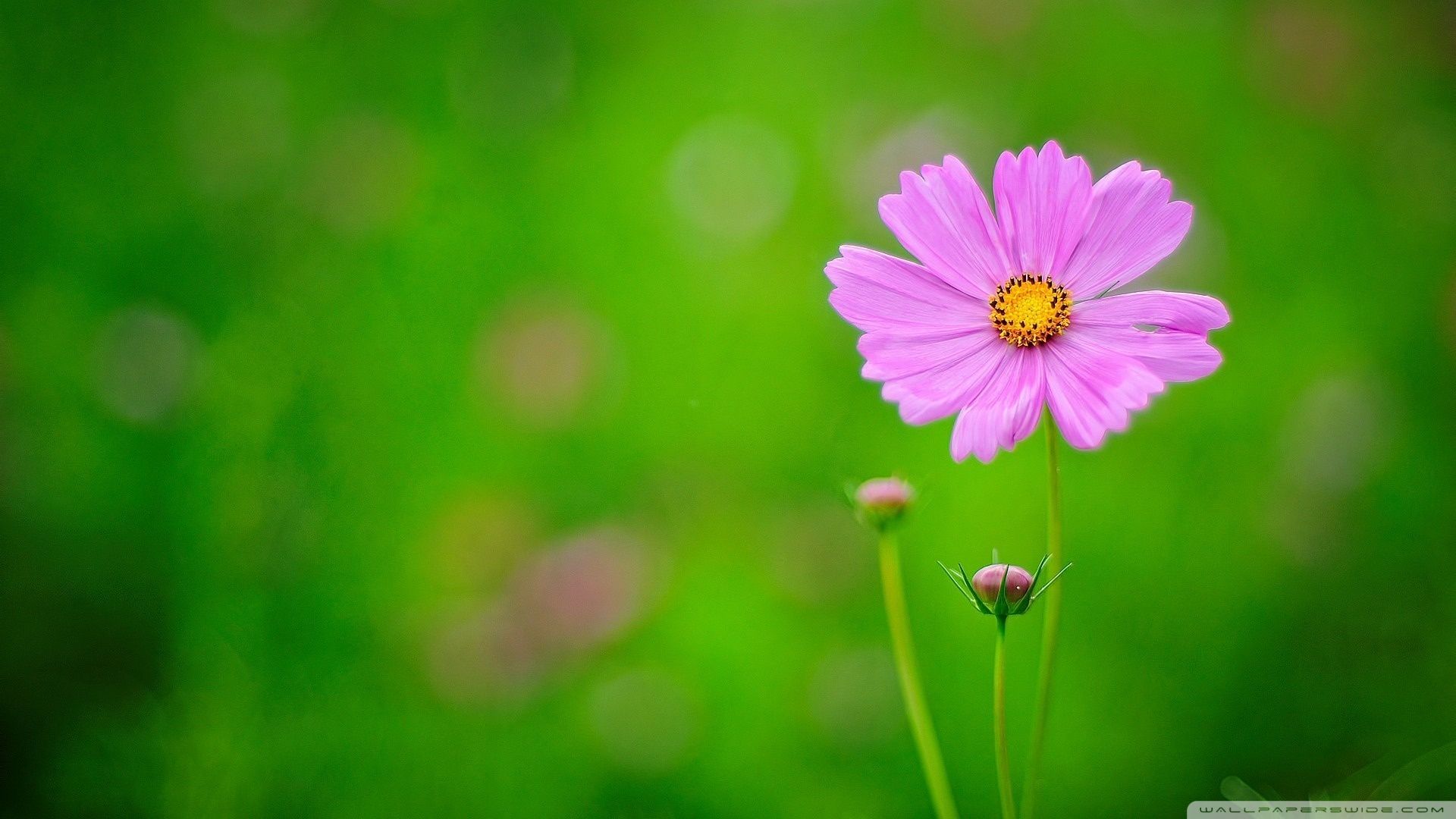 Fiore rosa su sfondo verde, 1920x1080 1080p, Monitor Gaming
